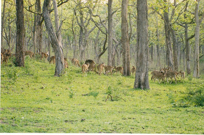 Bandipur National Park, Karnataka