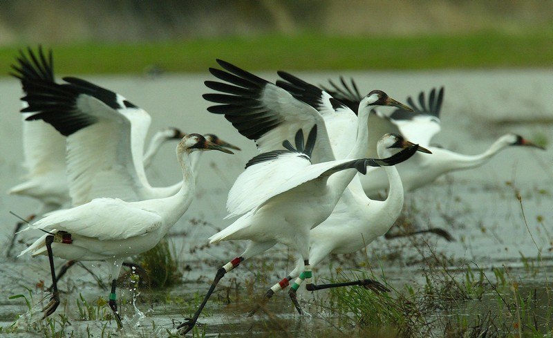10 Best Wildlife Sanctuaries near Delhi | National Parks ...