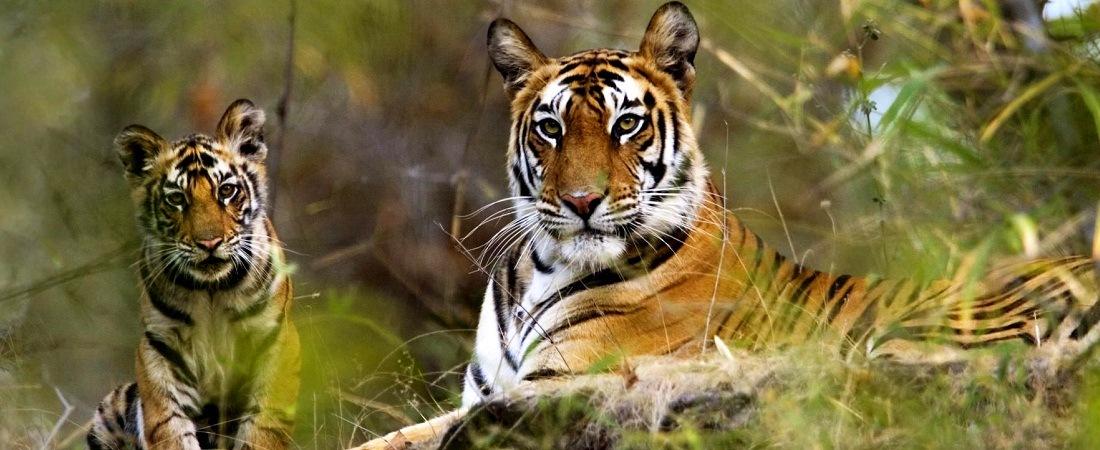 9 Best Wildlife Sanctuaries & National Parks in India