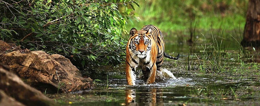 9 Best Wildlife Sanctuaries & National Parks in Madhya Pradesh