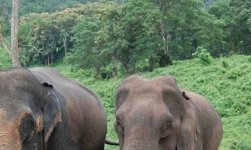 11 Best Wildlife Sanctuaries & National Parks in Tamil Nadu