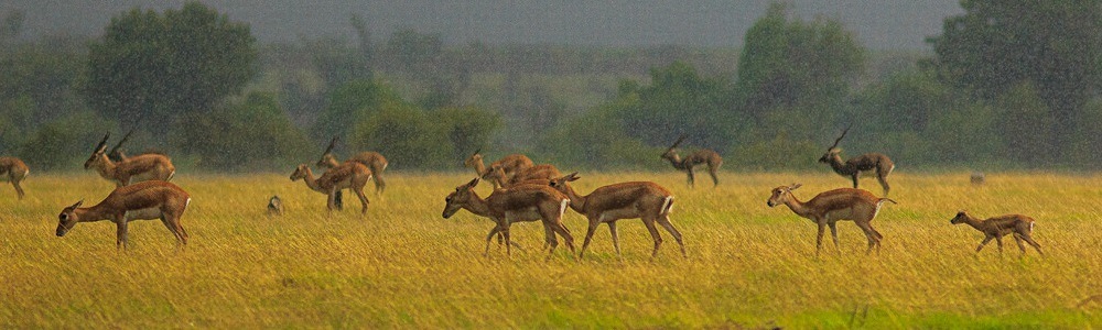 8 Best Wildlife Sanctuaries & National Parks in Telangana
