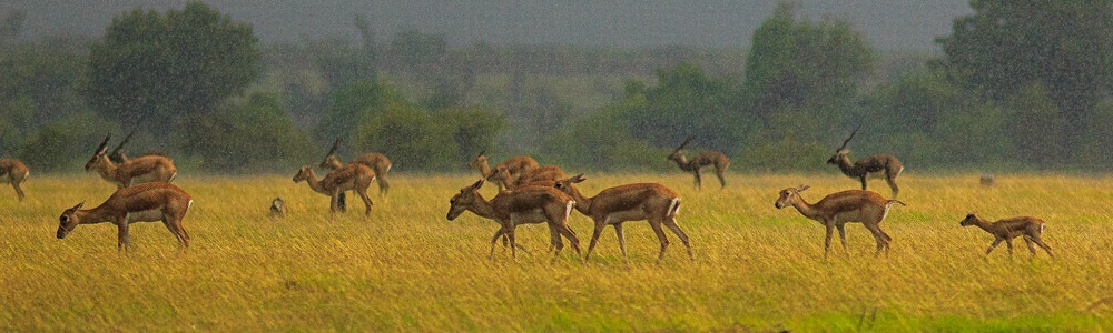 8 Best Wildlife Sanctuaries & National Parks in Telangana 8 Best Wildlife Sanctuaries & National Parks in Telangana
