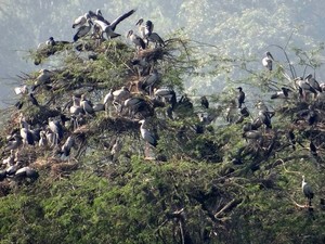 Nawabganj Bird Sanctuary