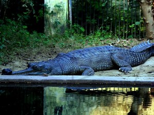 Kukrail Reserve Forest