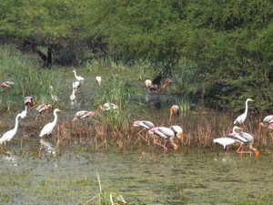Keoladeo National Park / Bharatpur Bird Sanctuary, Near Fatehpur Sikri
