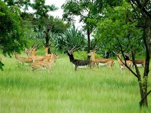 Machiya Safari Park