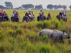 Elephant Safari In Central Range - Kohora
