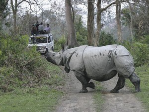 Jeep Safari In Central Range - Kohora