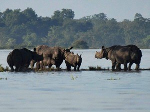 Best Time to Vist Kaziranga National Park