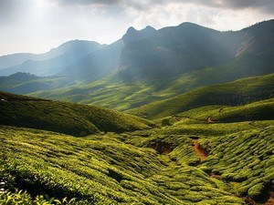 Kolukkumalai Tea Estate