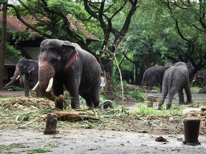 Carmelagiri Elephant Park
