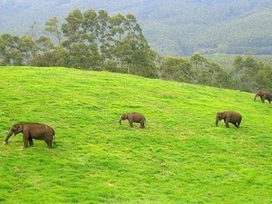 Mathikettan Shola National Park