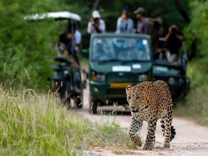 Jhalana Leopard Safari Park