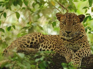 Wilpattu National Park