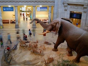 National Museum Of Natural History