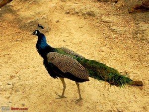 Orchha Wildlife Sanctuary