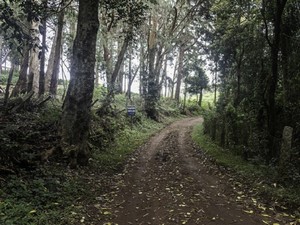 Longwood Shola Reserve Forest