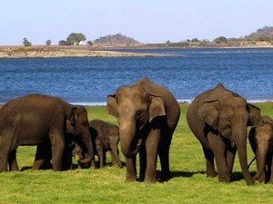 Minneriya National Park