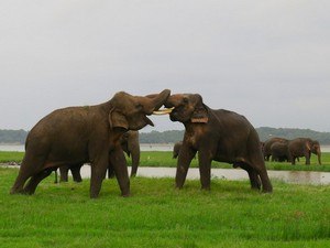 Kaudulla National Park