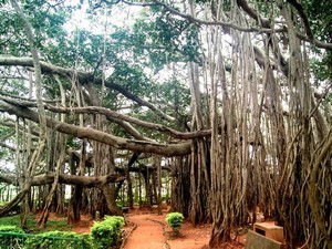 Big Banyan Tree / Dodda Alada Mara