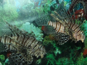Sea World Aquarium