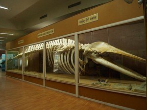 Regional Museum Of Natural History