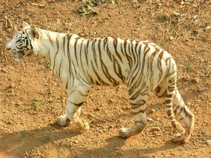 Nandankanan Zoological Park