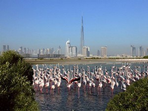 Ras Al Khor Wildlife Sanctuary Ras Al Khor Wildlife Sanctuary