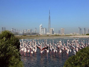 Ras Al Khor Wildlife Sanctuary