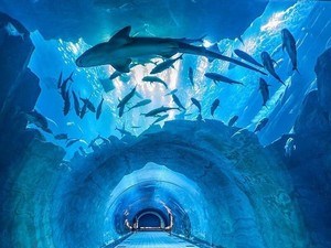 Dubai Aquarium & Underwater Zoo Dubai Aquarium & Underwater Zoo