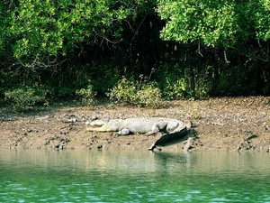 Bhitarkanika Wildlife Sanctuary