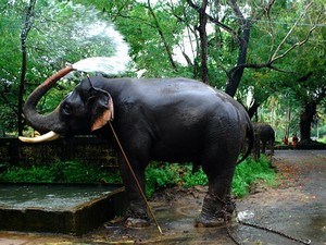 Punnathur Kotta
