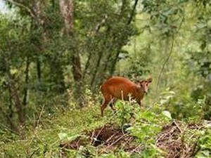 Peechi-Vazhani Wildlife Sanctuary