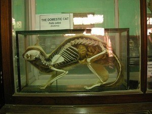 Natural History Museum Natural History Museum