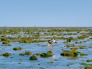 Pirotan Island