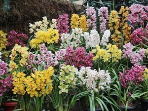 International Sikkim Flower Festival
