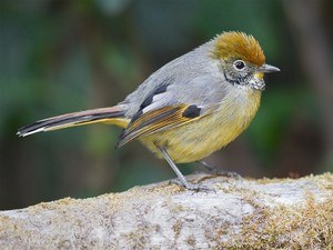 Fambong Lho Wildlife Sanctuary