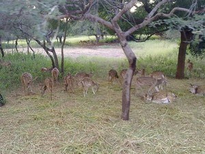 Mahavir Harina Vanasthali National Park