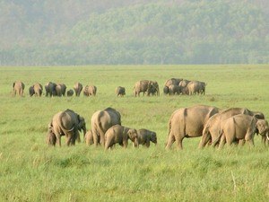 Rajaji National Park