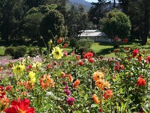 Hakgala Botanical Garden