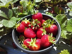 Strawberry Gardens