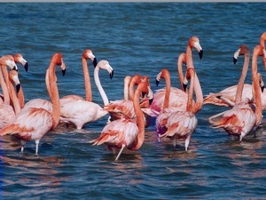 Nalsarovar Bird Sanctuary