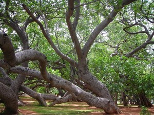Pillalamarri / Big Banyan Tree, Near Mahabubnagar