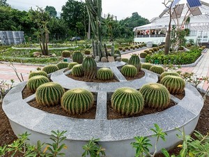 Cactus Garden