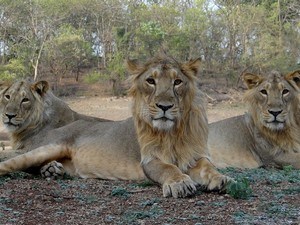 Gir National Park Tourist Places