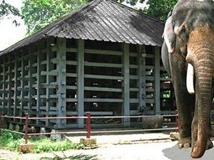 Elephant Training Center - Konni