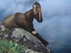 Rajamalai / Eravikulam National Park