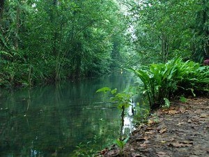 Kumarakom Bird Sanctuary