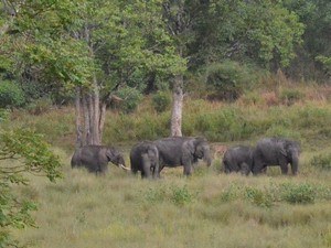 Wayanad Wildlife Sanctuary - Muthanga
